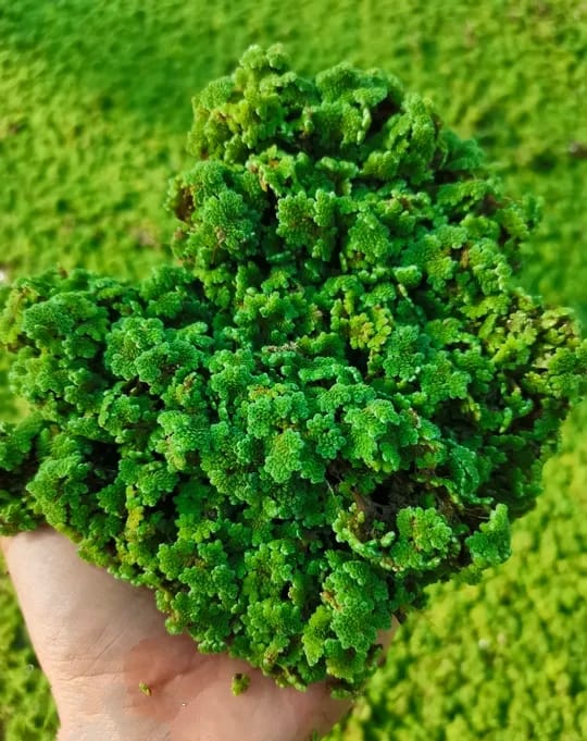ماكرو الأزولا